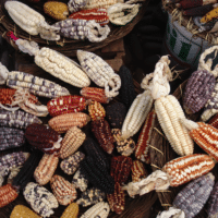 Inca's corn diversity